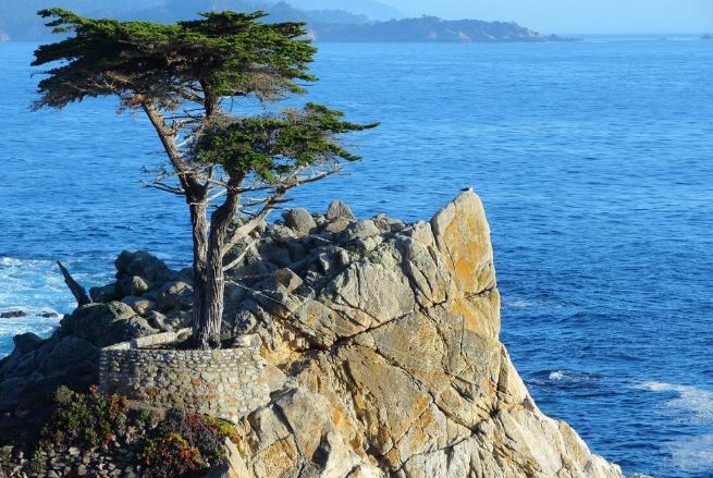 世界十大奇树 样貌奇特，生命力更顽强