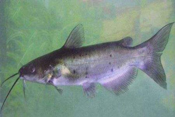 世界五大最脏的鱼 鲶鱼有着“垃圾鱼”的称号