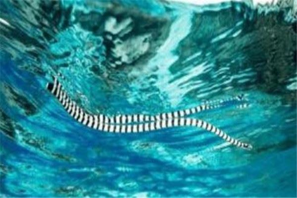 世界十大毒蛇 非洲树蛇外形很惊艳，第五0.02毫克便会致命