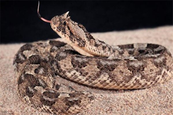 世界十大毒蛇 非洲树蛇外形很惊艳，第五0.02毫克便会致命