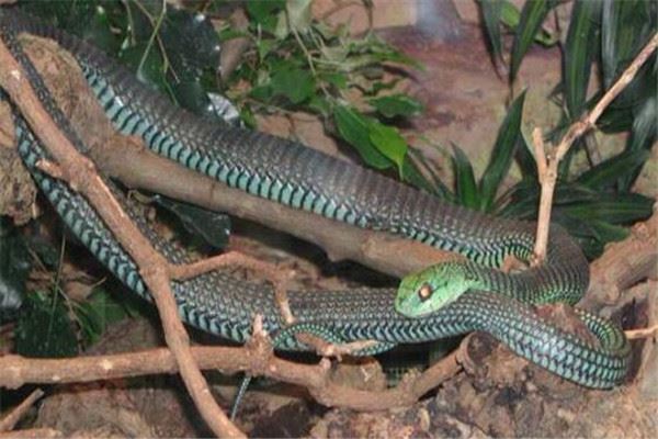 世界十大毒蛇 非洲树蛇外形很惊艳，第五0.02毫克便会致命