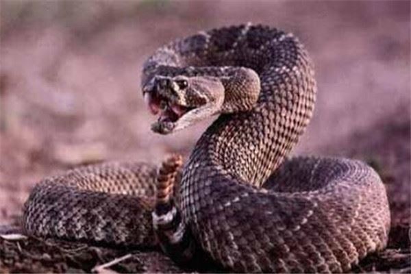 世界十大毒蛇 非洲树蛇外形很惊艳，第五0.02毫克便会致命