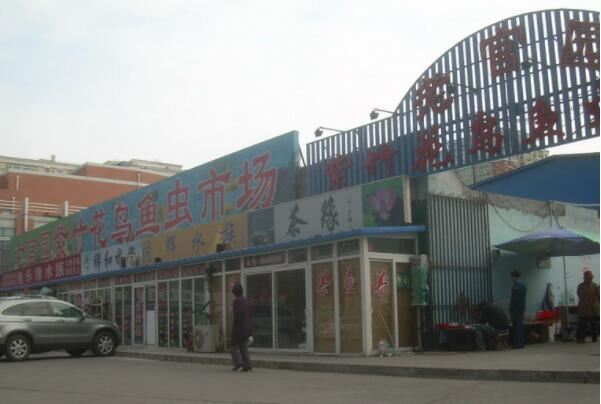 全国十大花鸟鱼虫市场，十里河花鸟市场上榜，第一全国规模最大