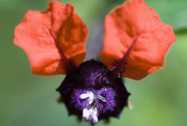 世界十大奇花 个个长相奇形怪状，你见过吗