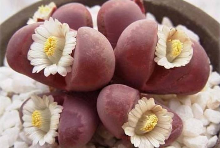 世界十大奇花 个个长相奇形怪状，你见过吗