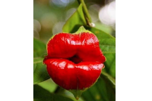 世界十大奇花 个个长相奇形怪状，你见过吗