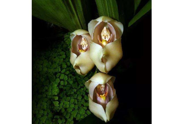 世界十大奇花 个个长相奇形怪状，你见过吗