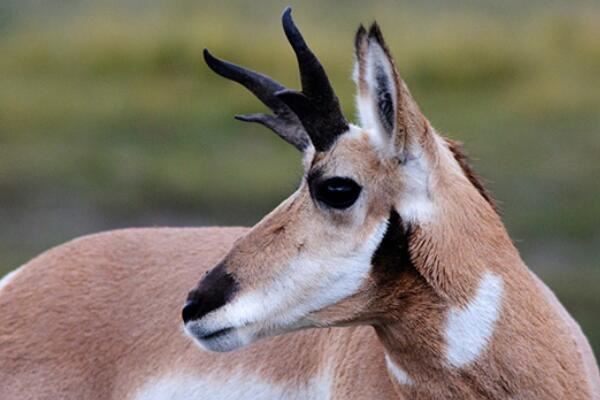 世界十大速度最快的动物,羚羊上榜多种,第六是南非的国兽