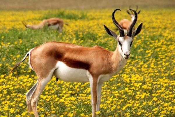 世界十大速度最快的动物,羚羊上榜多种,第六是南非的国兽