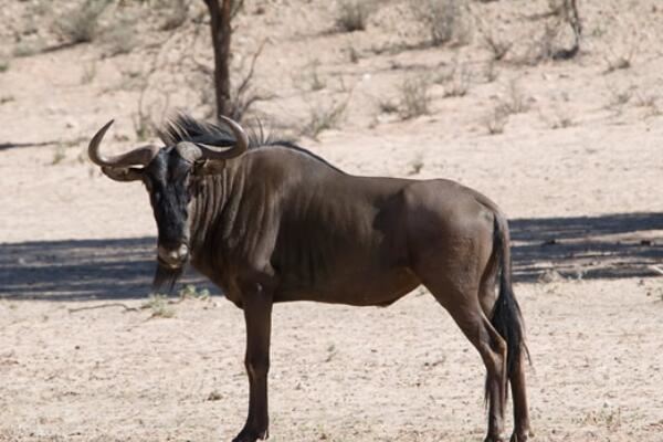 世界十大速度最快的动物,羚羊上榜多种,第六是南非的国兽