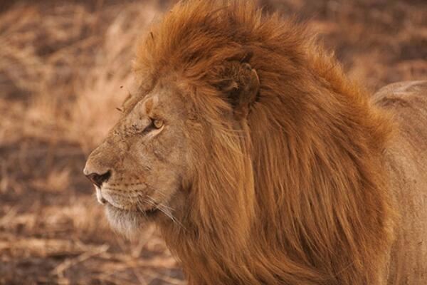 世界十大速度最快的动物,羚羊上榜多种,第六是南非的国兽