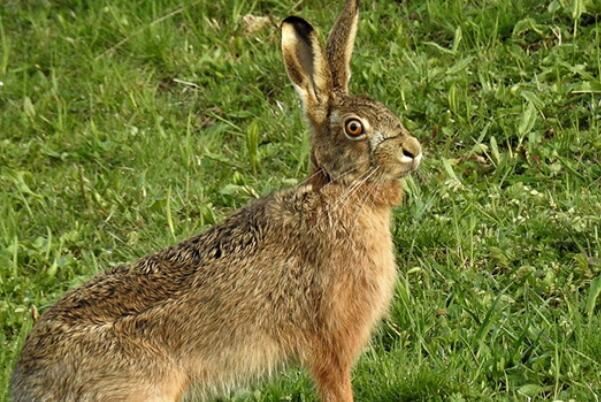 世界十大速度最快的动物,羚羊上榜多种,第六是南非的国兽