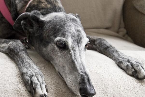 世界十大速度最快的动物,羚羊上榜多种,第六是南非的国兽