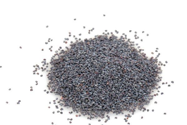 鱼粮品牌排行榜：海豚水族上榜，日清丸红第二