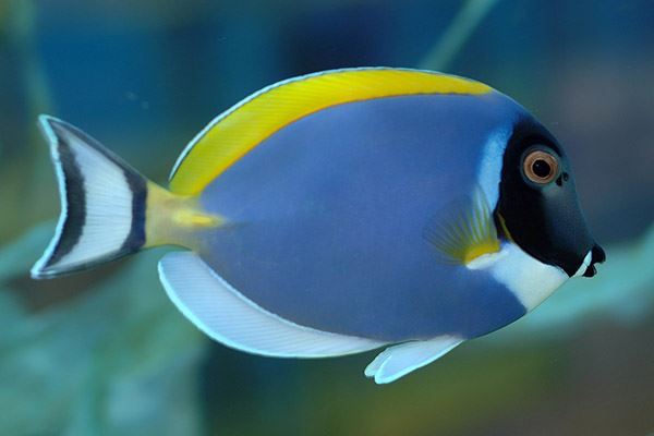 世界十大有毒鱼类 河豚仅第八第一的被称为“吸血鬼鱼”