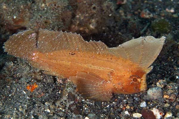 世界十大有毒鱼类 河豚仅第八第一的被称为“吸血鬼鱼”