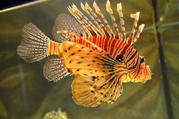 世界十大有毒鱼类 河豚仅第八第一的被称为“吸血鬼鱼”