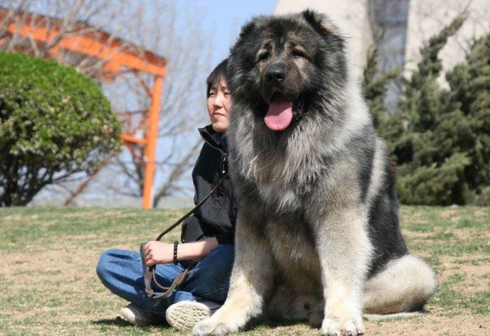 世界十大强悍的狗狗 藏獒仅列第五，第一外号战神