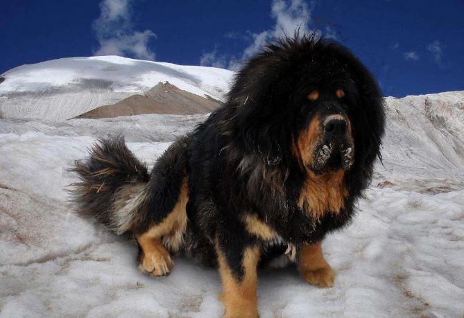 世界十大强悍的狗狗 藏獒仅列第五，第一外号战神