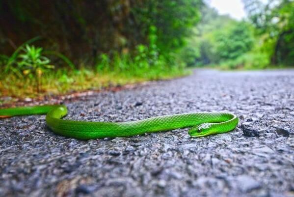 国内十大常见的无毒蛇 乌梢蛇上榜,第一性格好