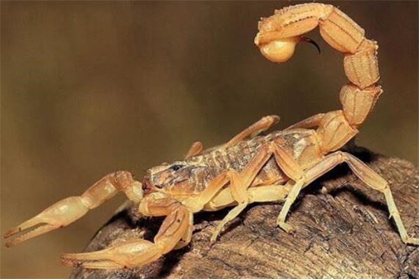 世界十大毒蝎 黄肥尾蝎生性残暴，巴勒斯坦毒蝎千万不要惹