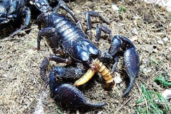 世界十大毒蝎 黄肥尾蝎生性残暴，巴勒斯坦毒蝎千万不要惹
