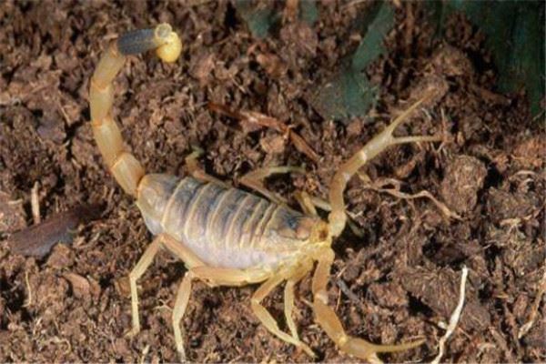 世界十大毒蝎 黄肥尾蝎生性残暴，巴勒斯坦毒蝎千万不要惹