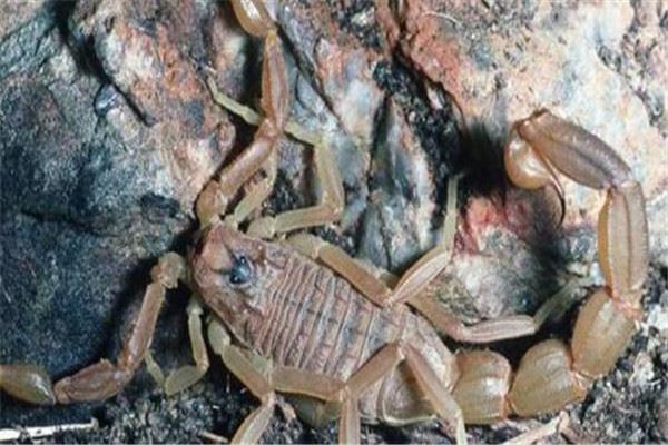 世界十大毒蝎 黄肥尾蝎生性残暴，巴勒斯坦毒蝎千万不要惹