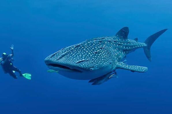 世界最凶猛鲨鱼排行前十，噬人鲨上榜，第四是世界上最大的鱼类