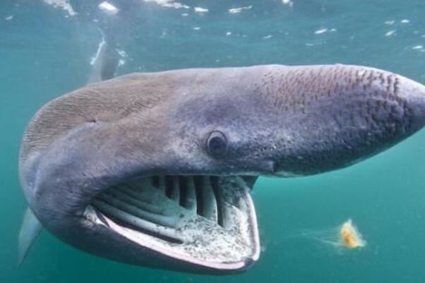 世界最凶猛鲨鱼排行前十，噬人鲨上榜，第四是世界上最大的鱼类