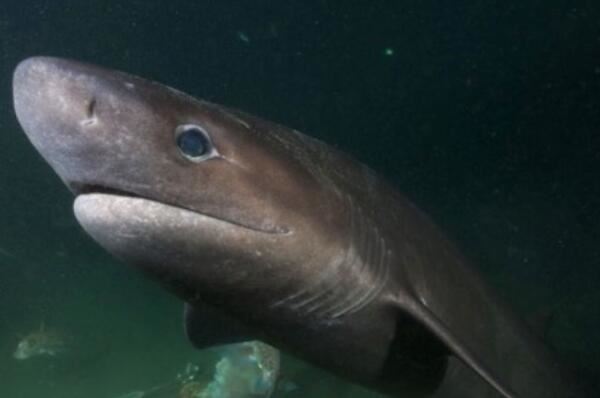 世界最凶猛鲨鱼排行前十，噬人鲨上榜，第四是世界上最大的鱼类