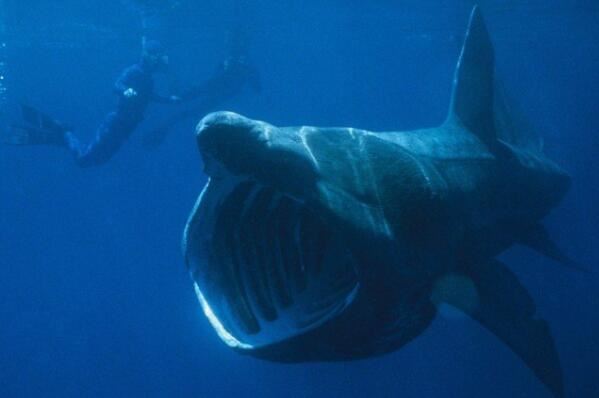 世界最凶猛鲨鱼排行前十,噬人鲨上榜,第四是世界上最大的鱼类