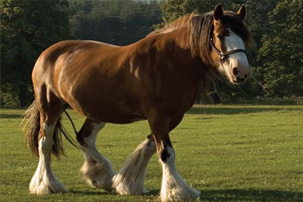 世界十大重型马 夏尔马身高超2米体重一千公斤超惊人
