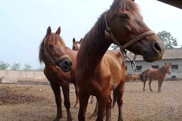 世界十大重型马 夏尔马身高超2米体重一千公斤超惊人