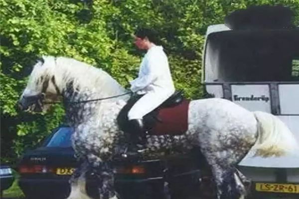 世界十大重型马 夏尔马身高超2米体重一千公斤超惊人