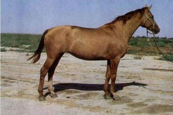 世界十大重型马 夏尔马身高超2米体重一千公斤超惊人