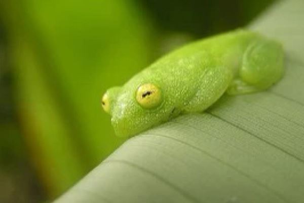 世界十大怪异青蛙:玻璃蛙上榜 第九名是世界十大最毒青蛙之一