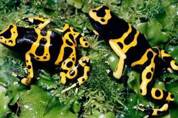 世界十大怪异青蛙:玻璃蛙上榜 第九名是世界十大最毒青蛙之一