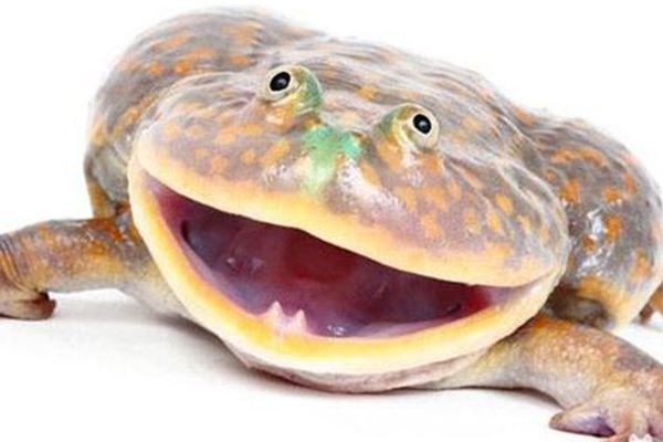 世界十大怪异青蛙:玻璃蛙上榜 第九名是世界十大最毒青蛙之一