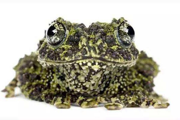 世界十大怪异青蛙:玻璃蛙上榜 第九名是世界十大最毒青蛙之一