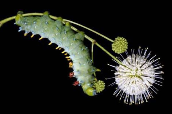最恶心的十大昆虫：第一名大概是在挑战人的忍耐极限！