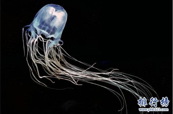 世界十大最毒的动物排行榜:疟蚊第3 第1能毒死两万只老鼠