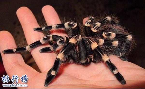 世界十大最毒的动物排行榜:疟蚊第3 第1能毒死两万只老鼠