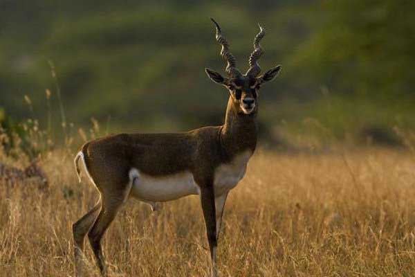 世界十大最快的动物 猎豹登顶袋鼠跳跃奔跑方式特殊