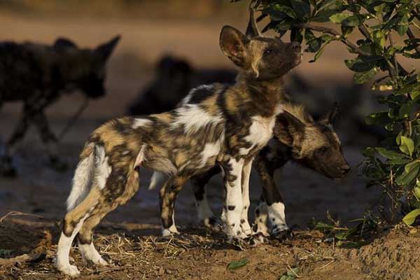 世界十大最快的动物 猎豹登顶袋鼠跳跃奔跑方式特殊