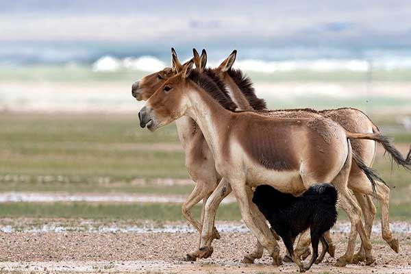 世界十大最快的动物 猎豹登顶袋鼠跳跃奔跑方式特殊