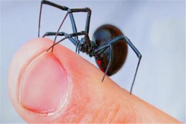 世界十大蜘蛛 六眼沙蛛上榜，智利红玫瑰很适合家养