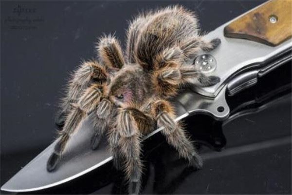 世界十大蜘蛛 六眼沙蛛上榜，智利红玫瑰很适合家养