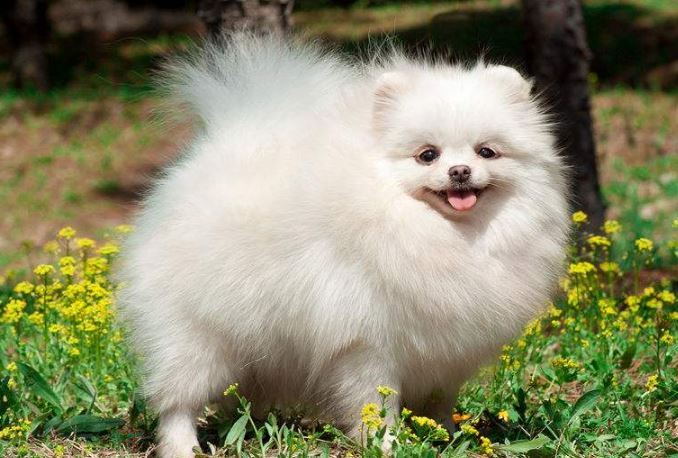 十大世界最可爱的狗排名 博美犬第一,萨摩耶上榜