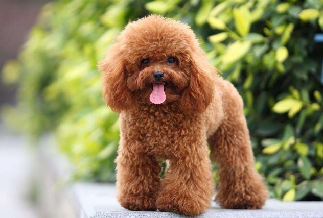 十大世界最可爱的狗排名 博美犬第一，萨摩耶上榜